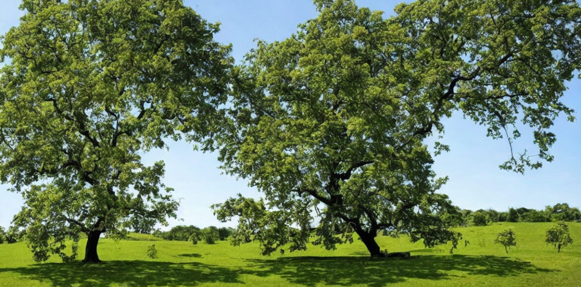 Valnøddetræet som medicinsk plante: Potentielle sundhedsmæssige fordele